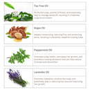 https://cdn.shopify.com/s/files/1/0010/9330/4381/files/TeaTree_ArganOilDuo_07c3a5e8-2de7-45a9-bb87-970aec0936c3.jpg?v=1719308893