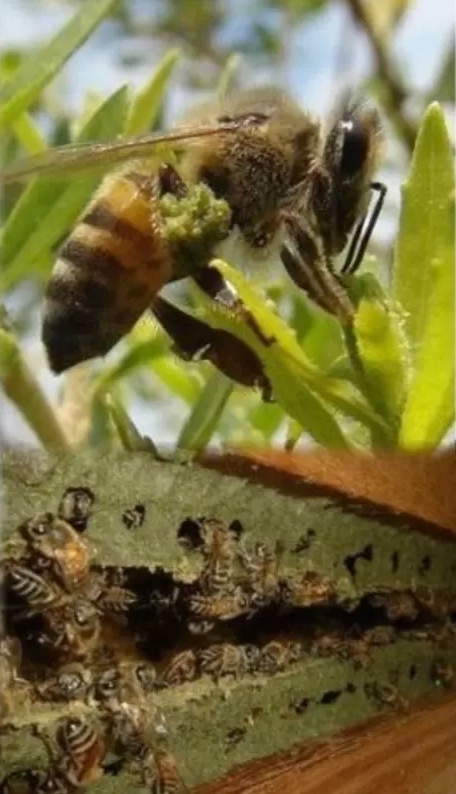 Brazilian Bee Green Propolis Organic Extract 1floz 30ml - Keratinbeauty